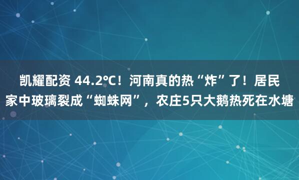 凯耀配资 44.2℃！河南真的热“炸”了！居民家中玻璃裂成“蜘蛛网”，农庄5只大鹅热死在水塘